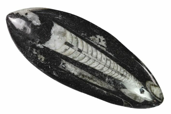 Polished Fossil Orthoceras (Cephalopod) - Morocco #138338